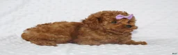 Toy Poodle dogs for sale: Jenny - Ad 3