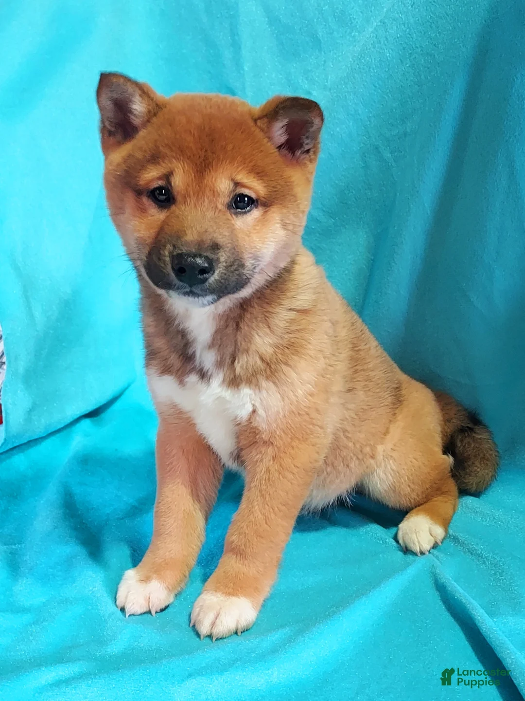 Shiba Inu dogs for sale: Shiba Inu Puppy 2 - Ad 2