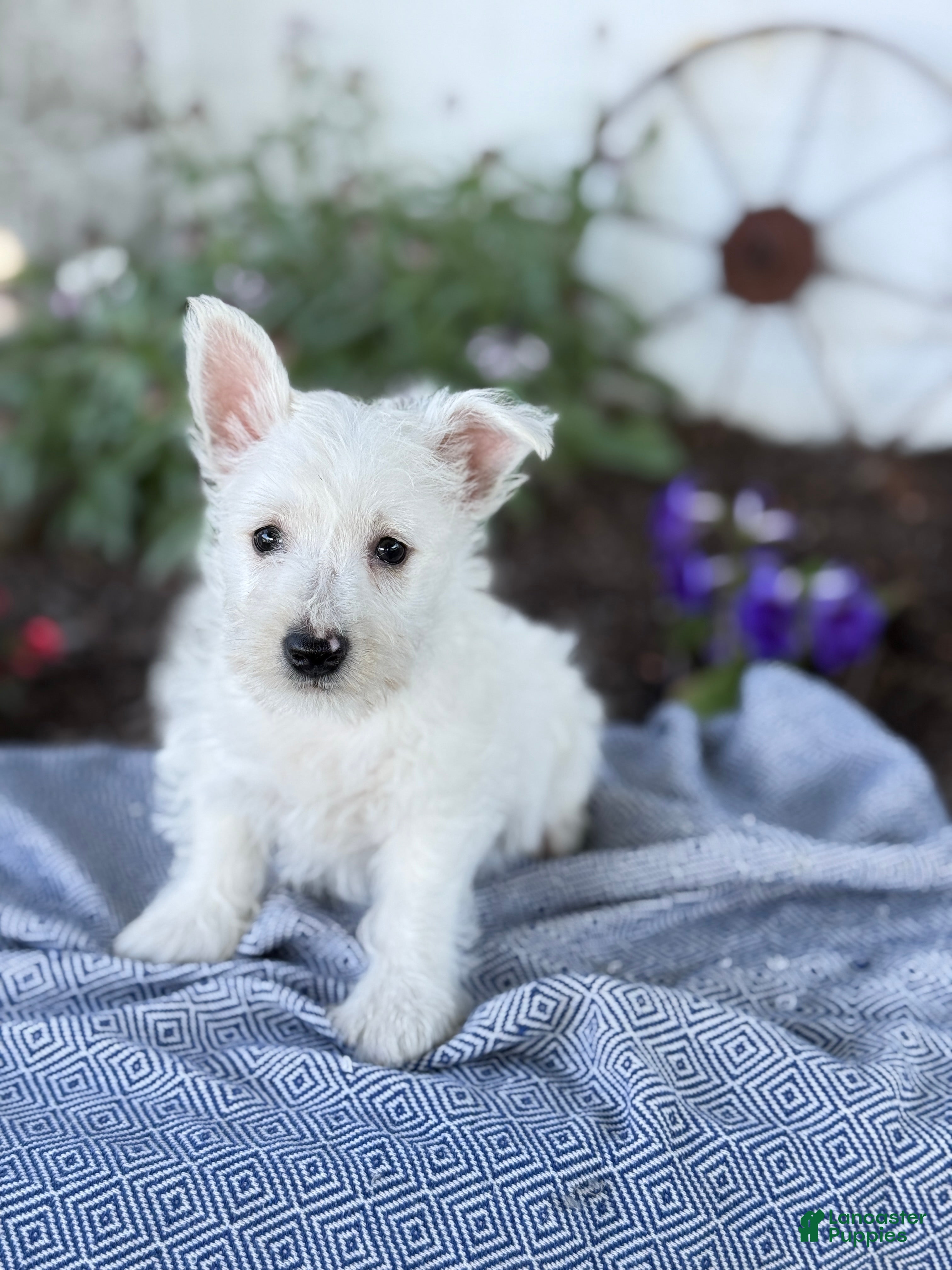 West Highland Terrier dogs Bentley - Ad 1