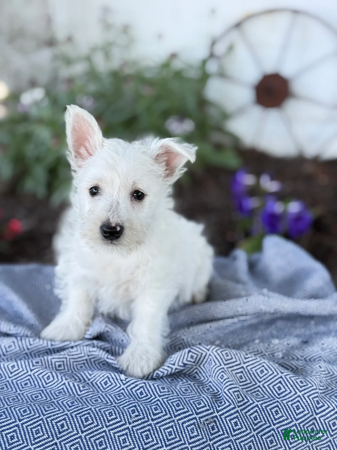 West Highland Terrier dogs for sale: Bentley - Ad 1
