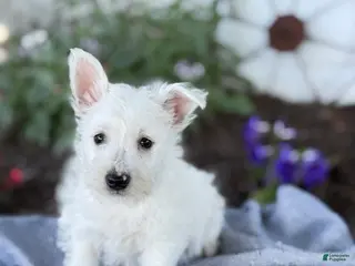 West Highland Terrier dogs for sale: Bentley - Ad 1