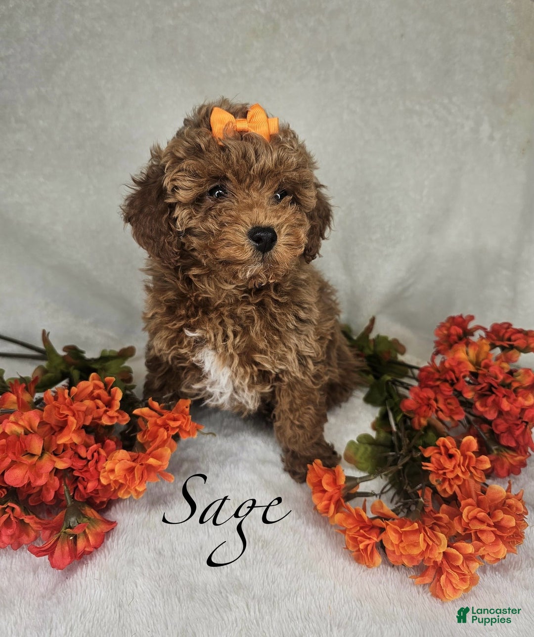 Miniature Poodle dogs for sale: Sage - Ad 3