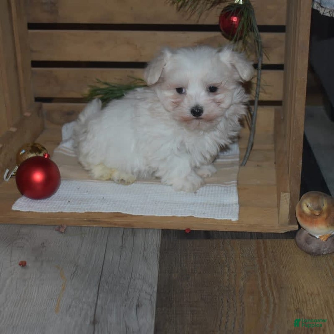 Maltese dogs for sale: Snowflake - Ad 8