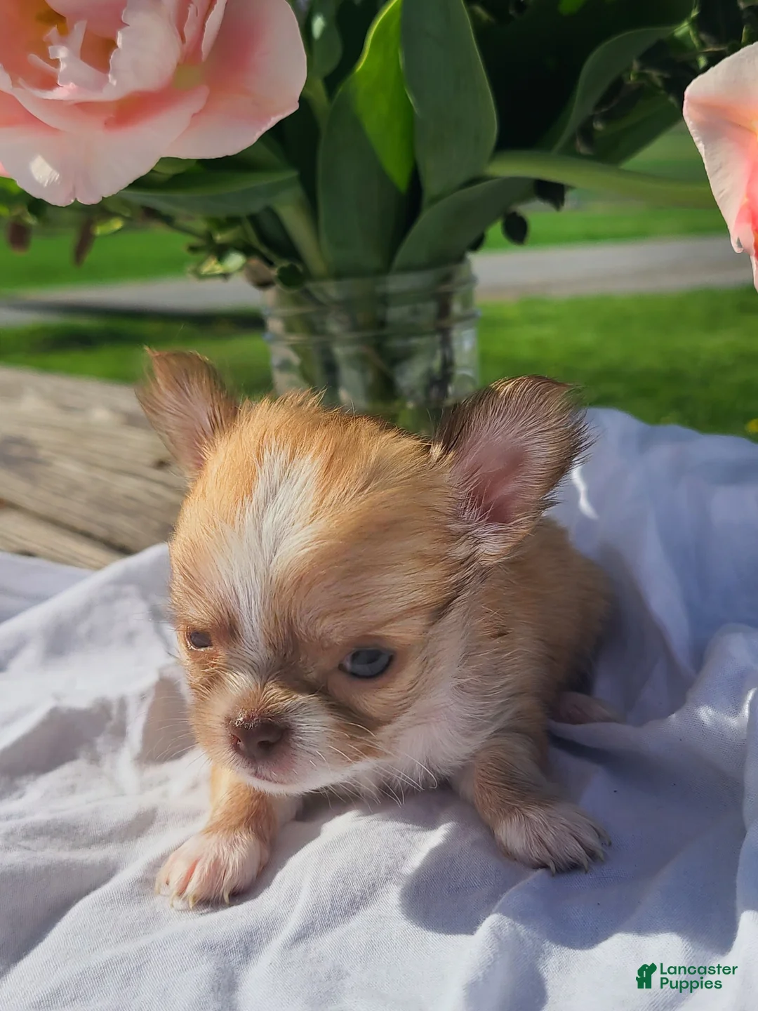 Chihuahua dogs for sale: Hibiscus - Ad 2