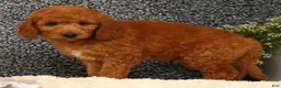 Mini Goldendoodle dogs for sale: Tinker - Ad 6