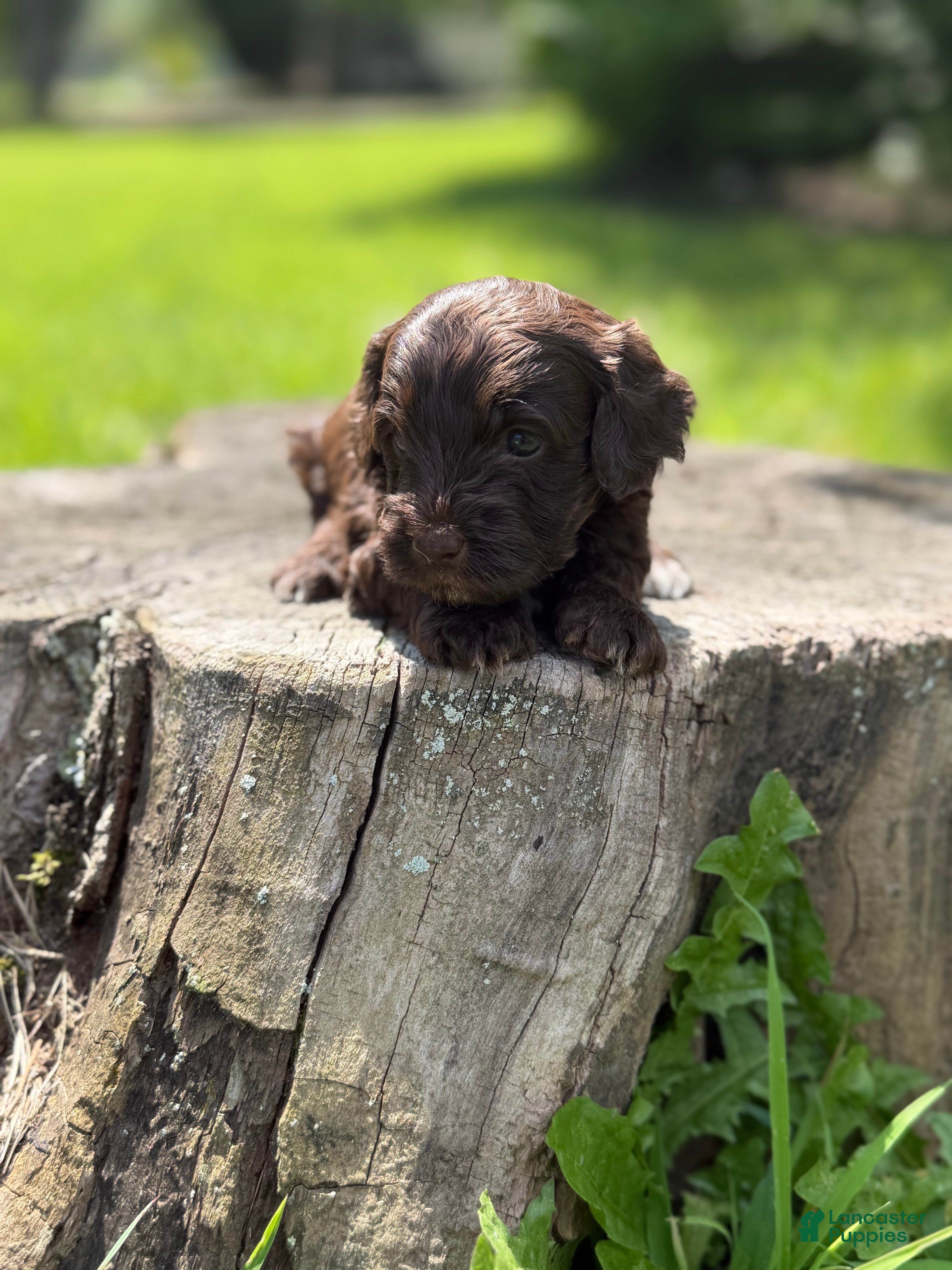 Cockapoo dogs Nox - Ad 2