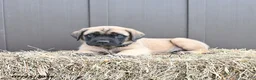 English Mastiff dogs for sale: Moose - Ad 4