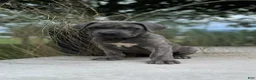 Cane Corso dogs for sale: Buster 677 - Ad 4