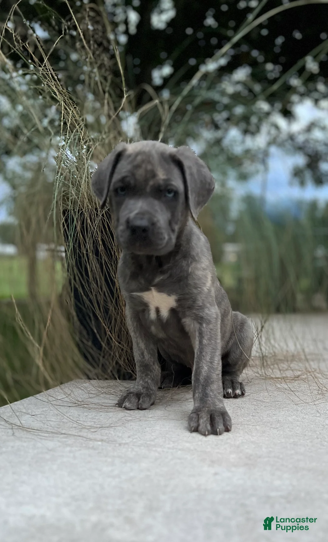 Cane Corso dogs for sale: Buster 677 - Ad 4