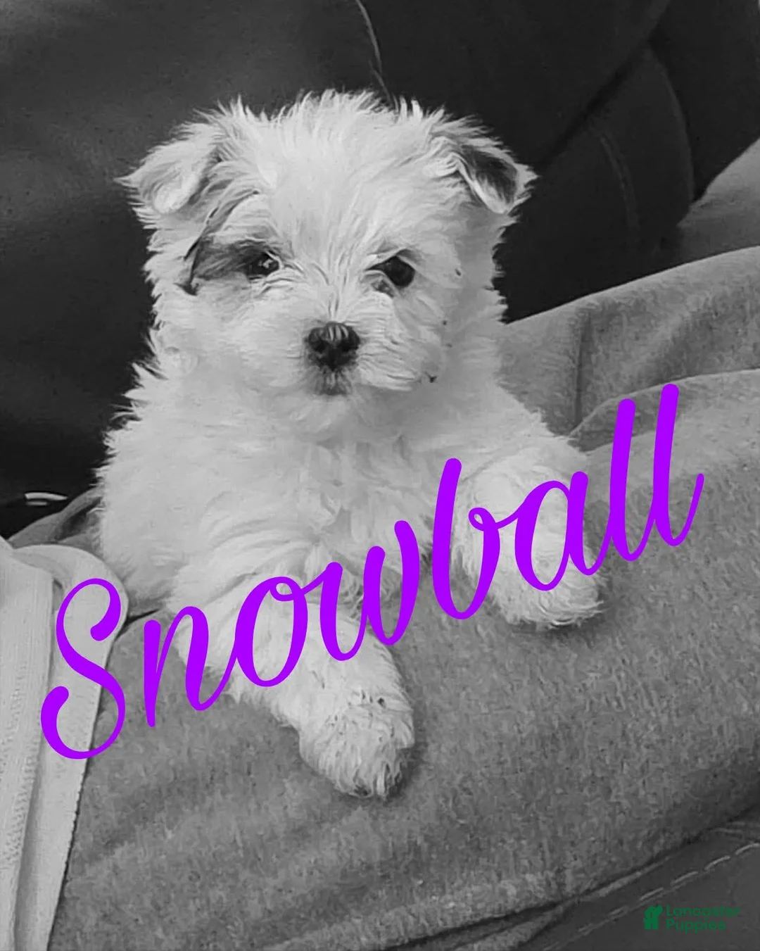 Mixed Breed dogs for sale: Mixed Breed Puppy 1 - Ad 3