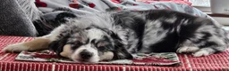 Miniature Australian Shepherd dogs for sale: Miniature Australian Shepherd Puppy 2 - Ad 10