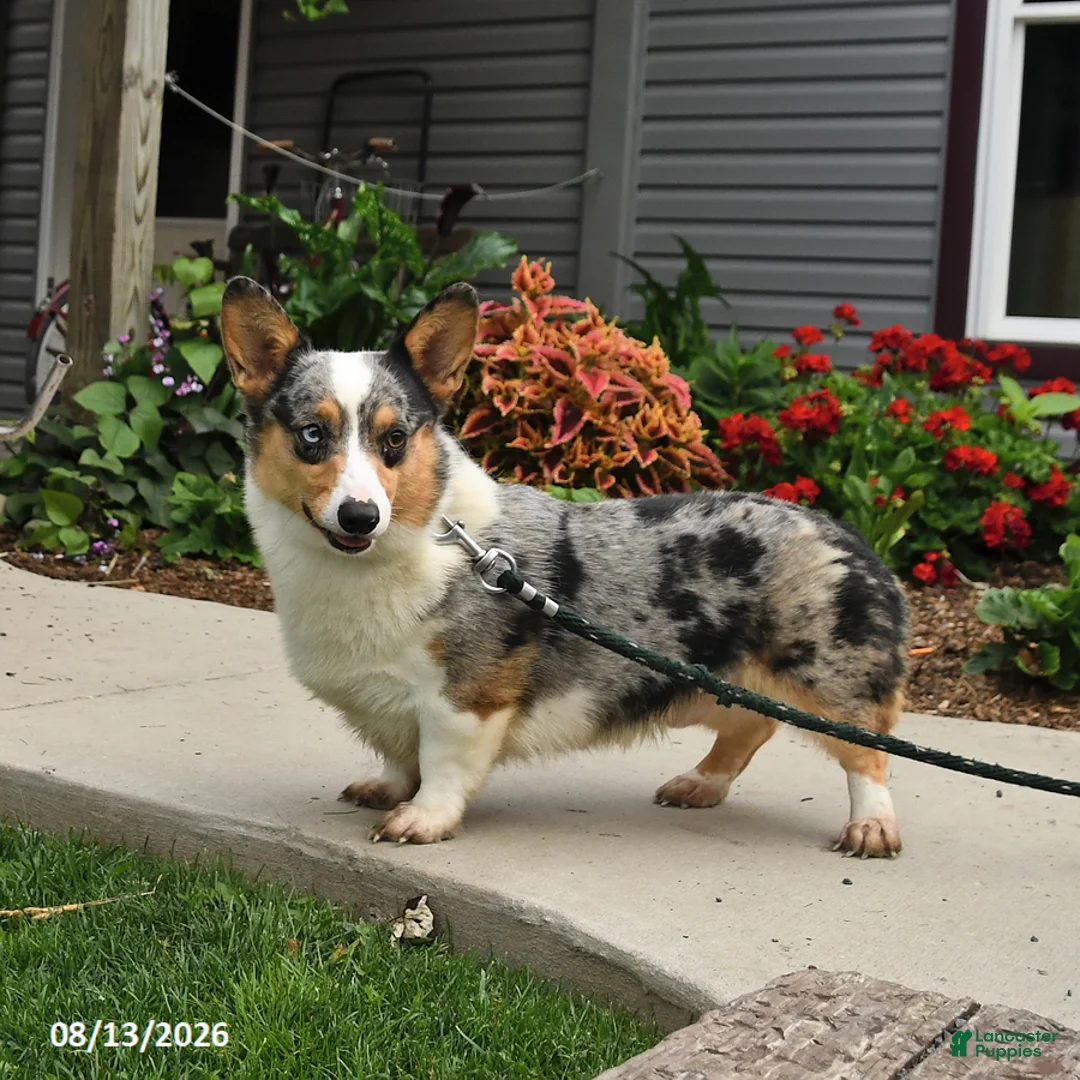 Welsh Corgi Pembroke dogs for sale: Bingo - Ad 1