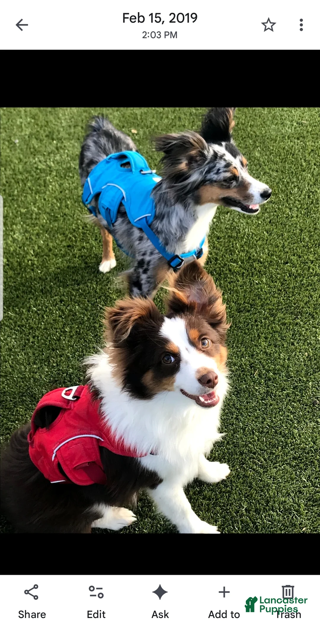 Miniature Australian Shepherd dogs for sale: Miniature Australian Shepherd Puppy 3 - Ad 2