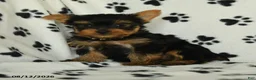 Yorkshire Terrier dogs for sale: Quinton - Ad 3
