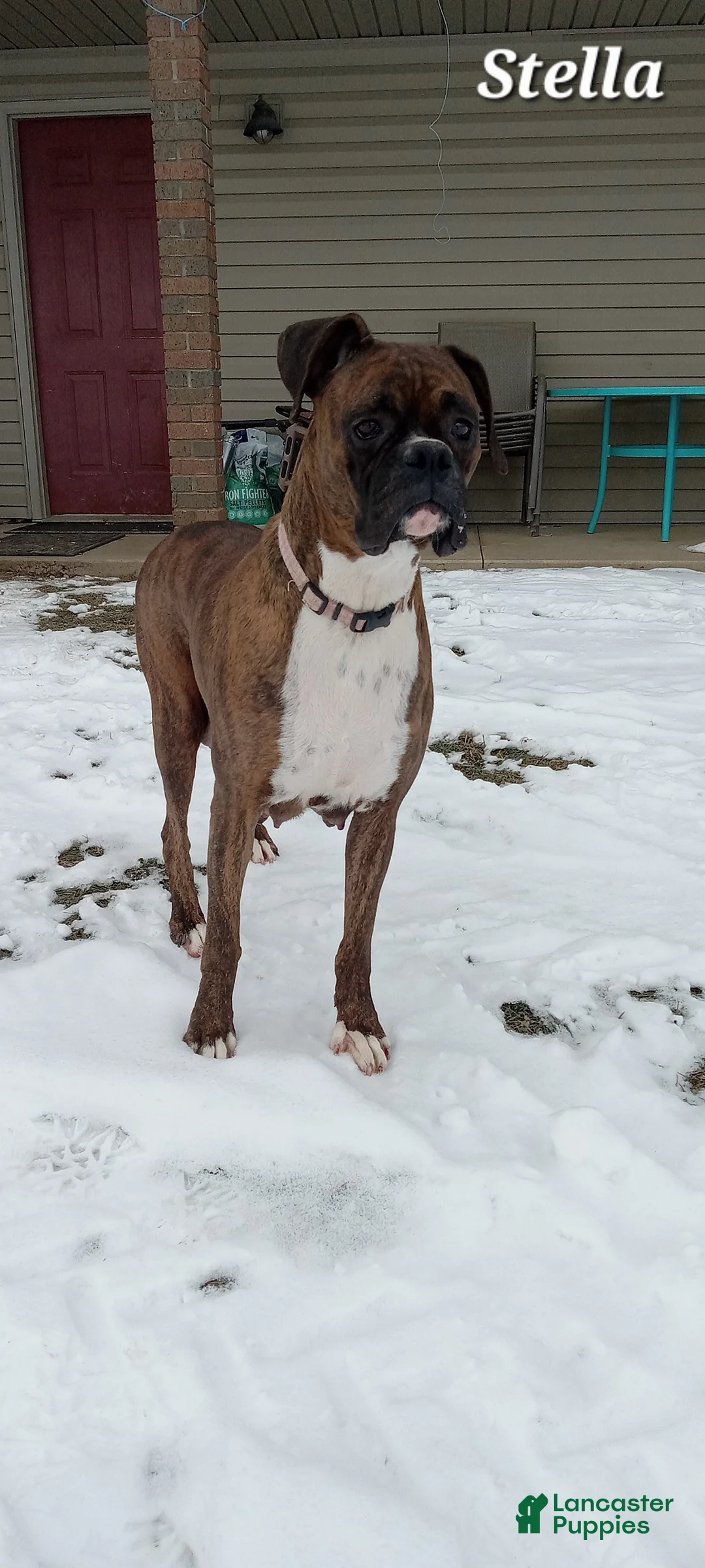Boxer dogs for sale: Ace - Ad 6