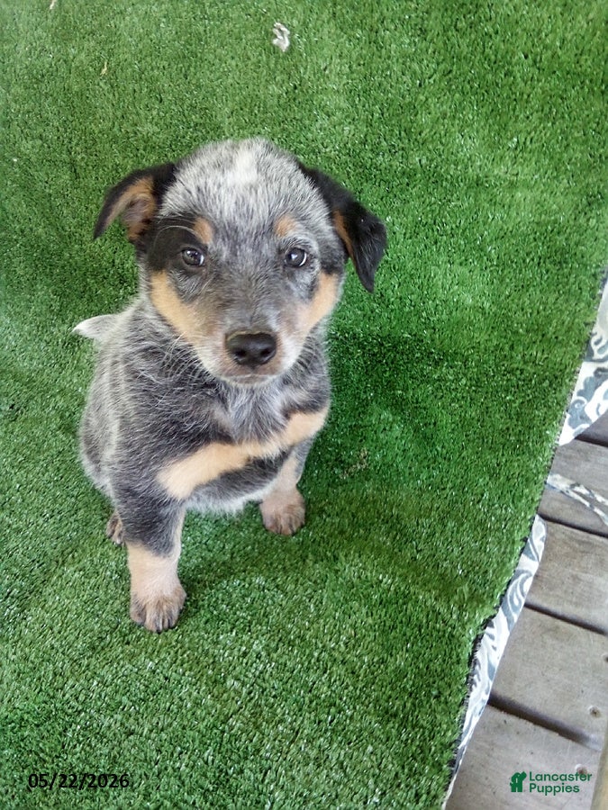 Australian Cattle Dog dogs Blue - Ad 1