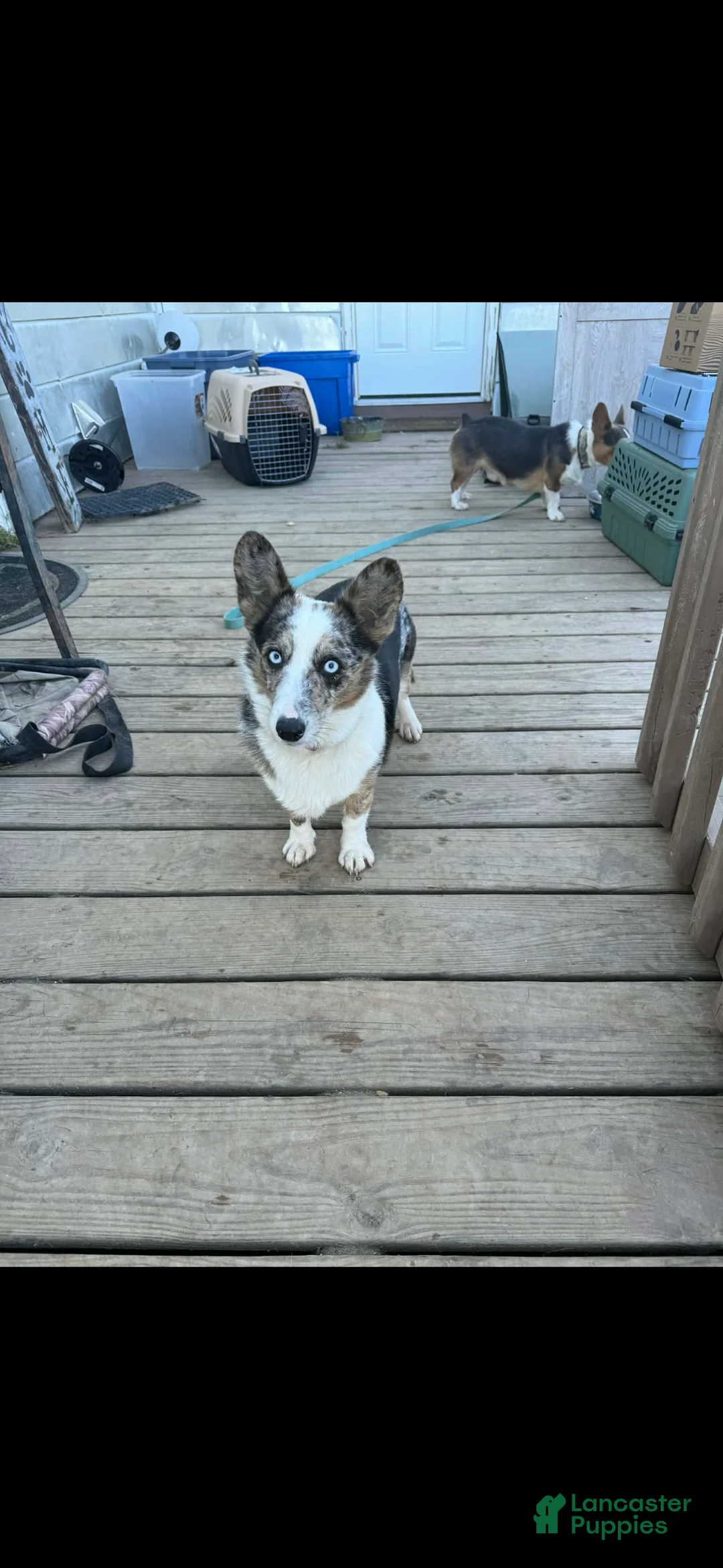 American Corgi dogs for sale: American Corgi Puppy 2 - Ad 3