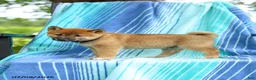 Shiba Inu dogs for sale: Peter - Ad 4