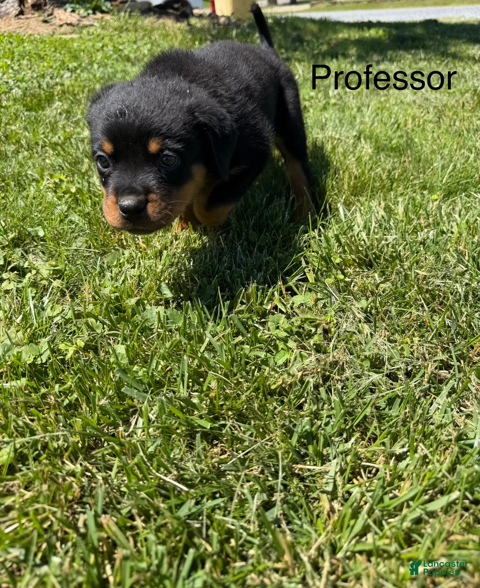 Rottweiler dogs Professor - Ad 18