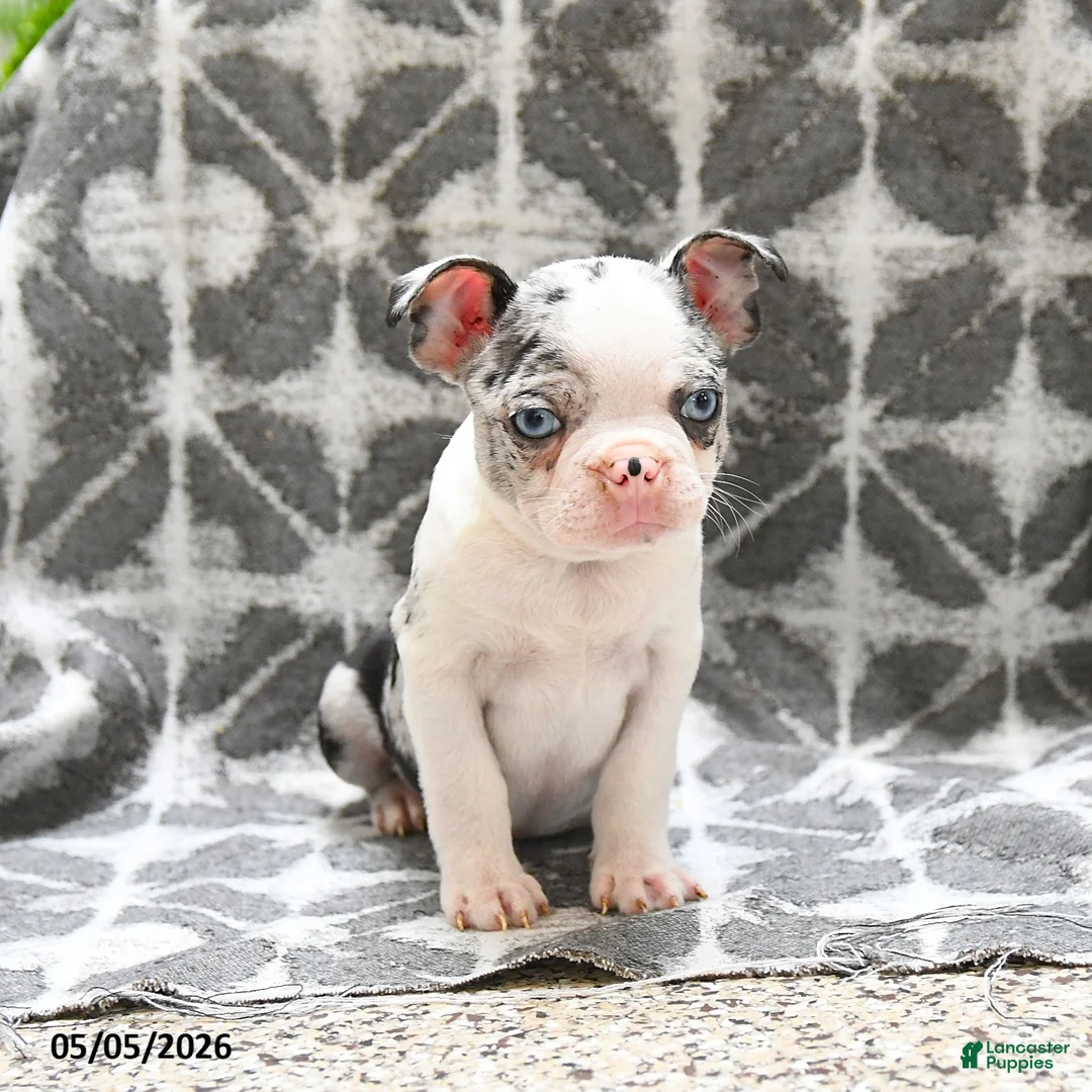 Boston Terrier dogs for sale: Wellington - Ad 2