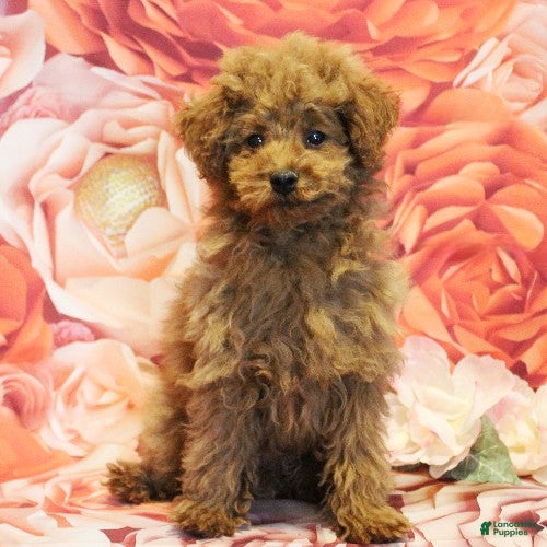 Toy Poodle dogs Dustin - Ad 1