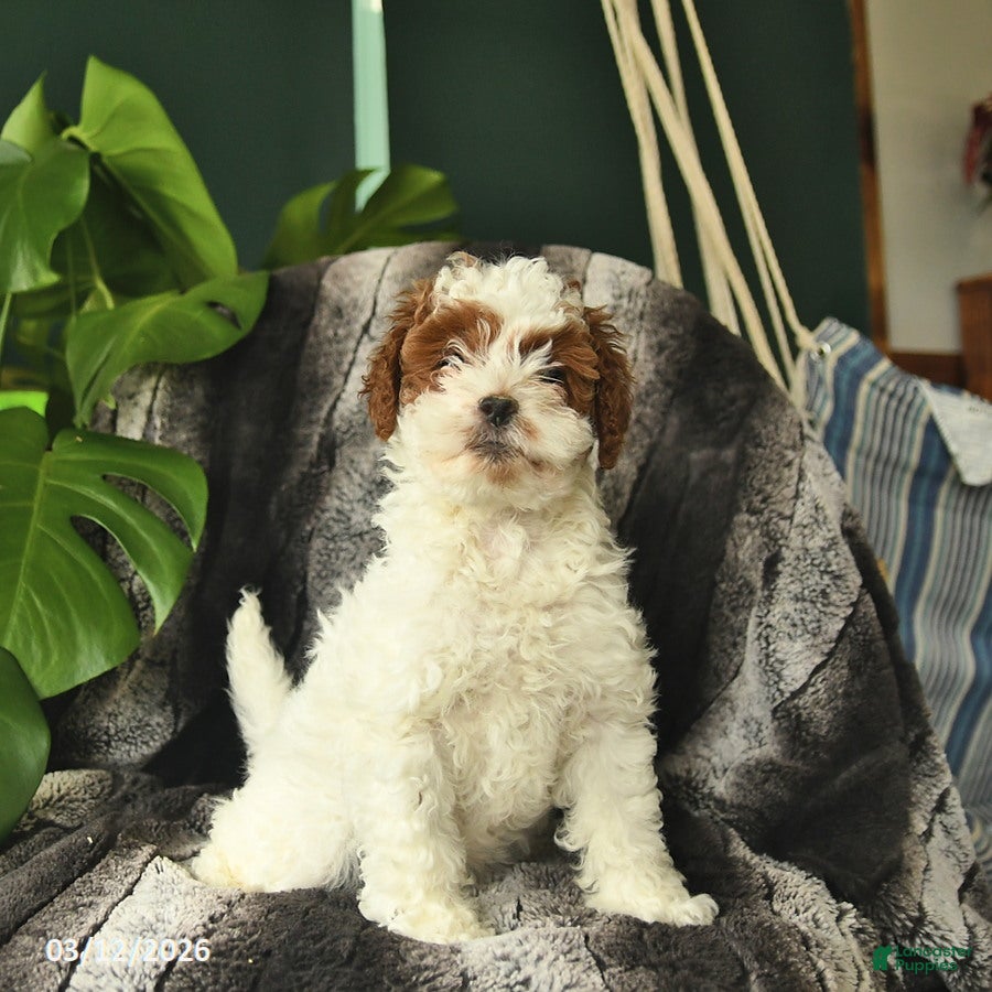 Mini Goldendoodle dogs Truffles - Ad 1