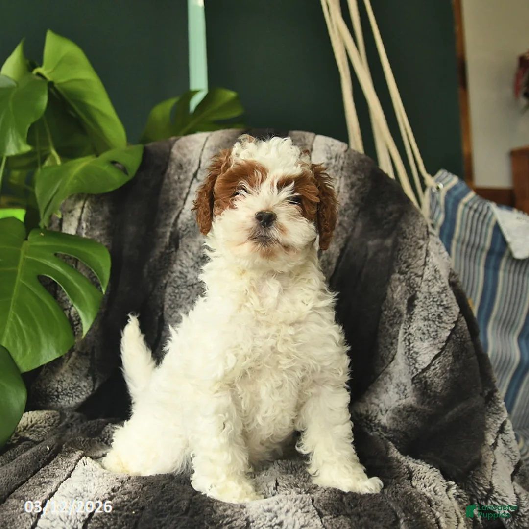 Mini Goldendoodle dogs for sale: Truffles - Ad 1