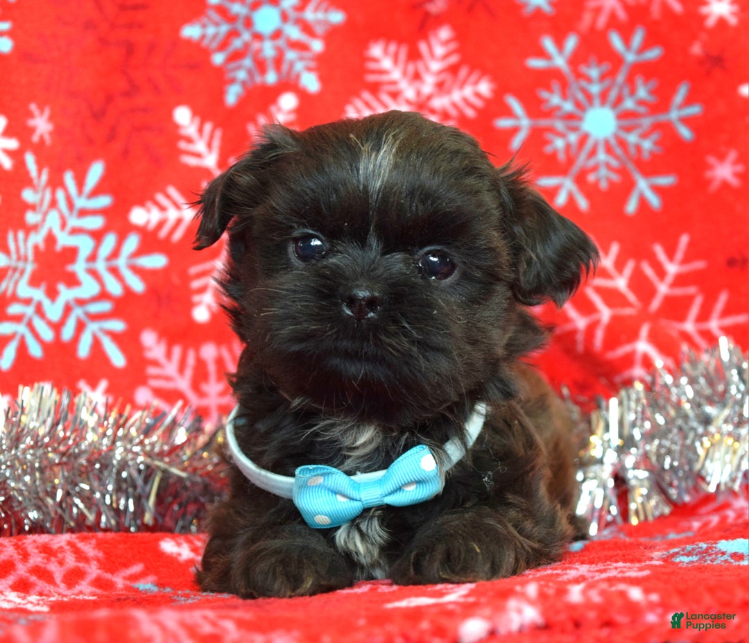 Shih Tzu dogs for sale: Toby - Ad 12