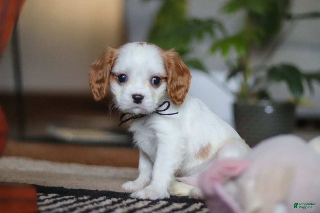 Cavalier King Charles Spaniel dogs for sale: Weston - Ad 5