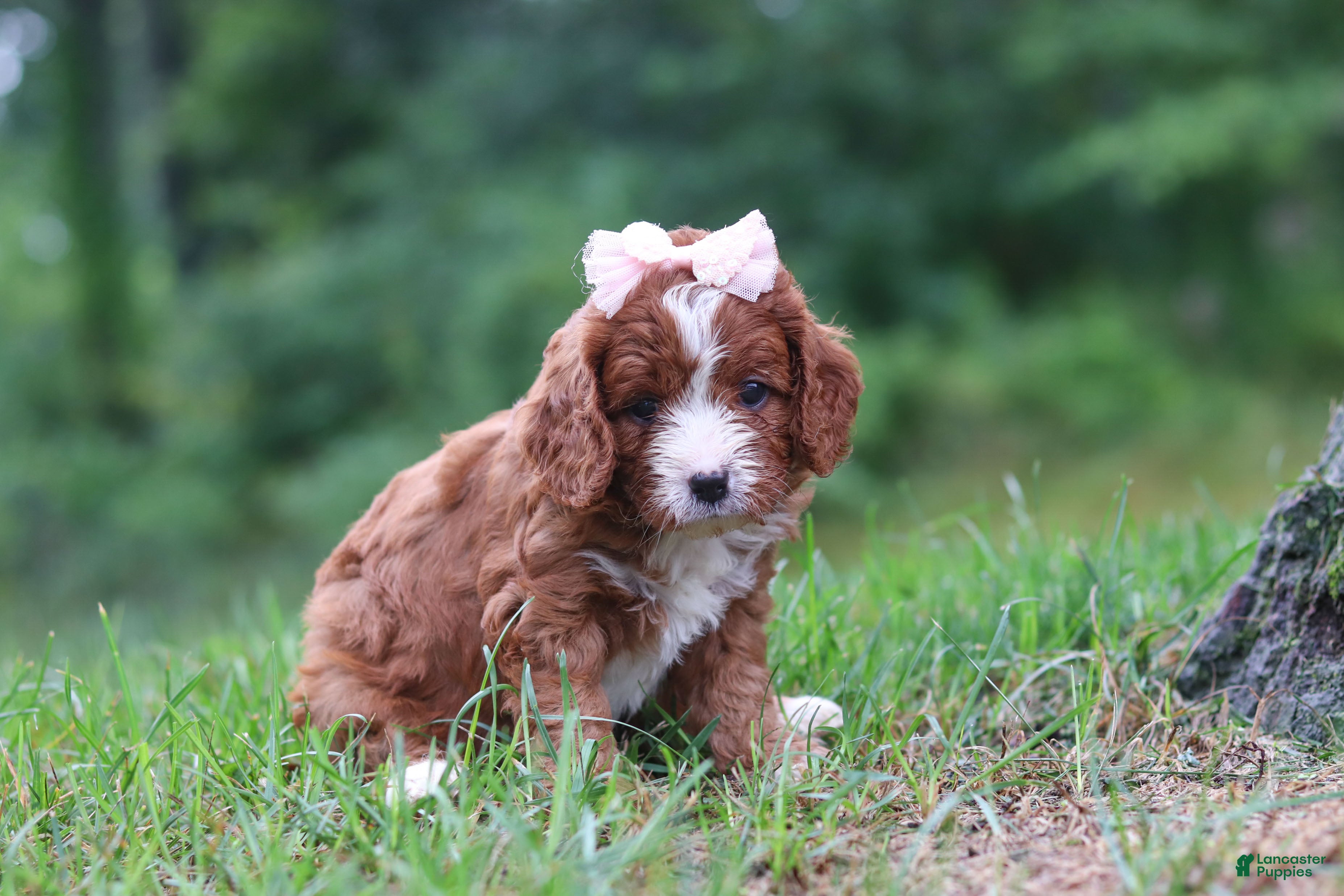 Cavapoo dogs Wilma - Ad 1