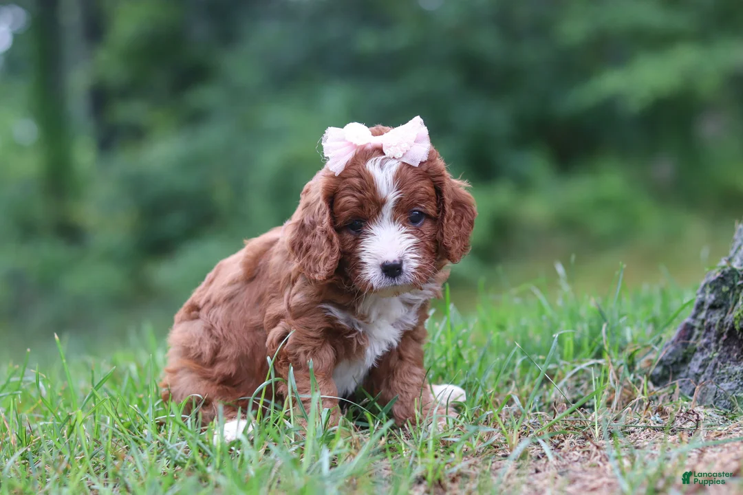 Cavapoo dogs for sale: Wilma - Ad 1