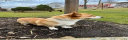 Welsh Corgi Pembroke dogs for sale: Hank - Ad 7