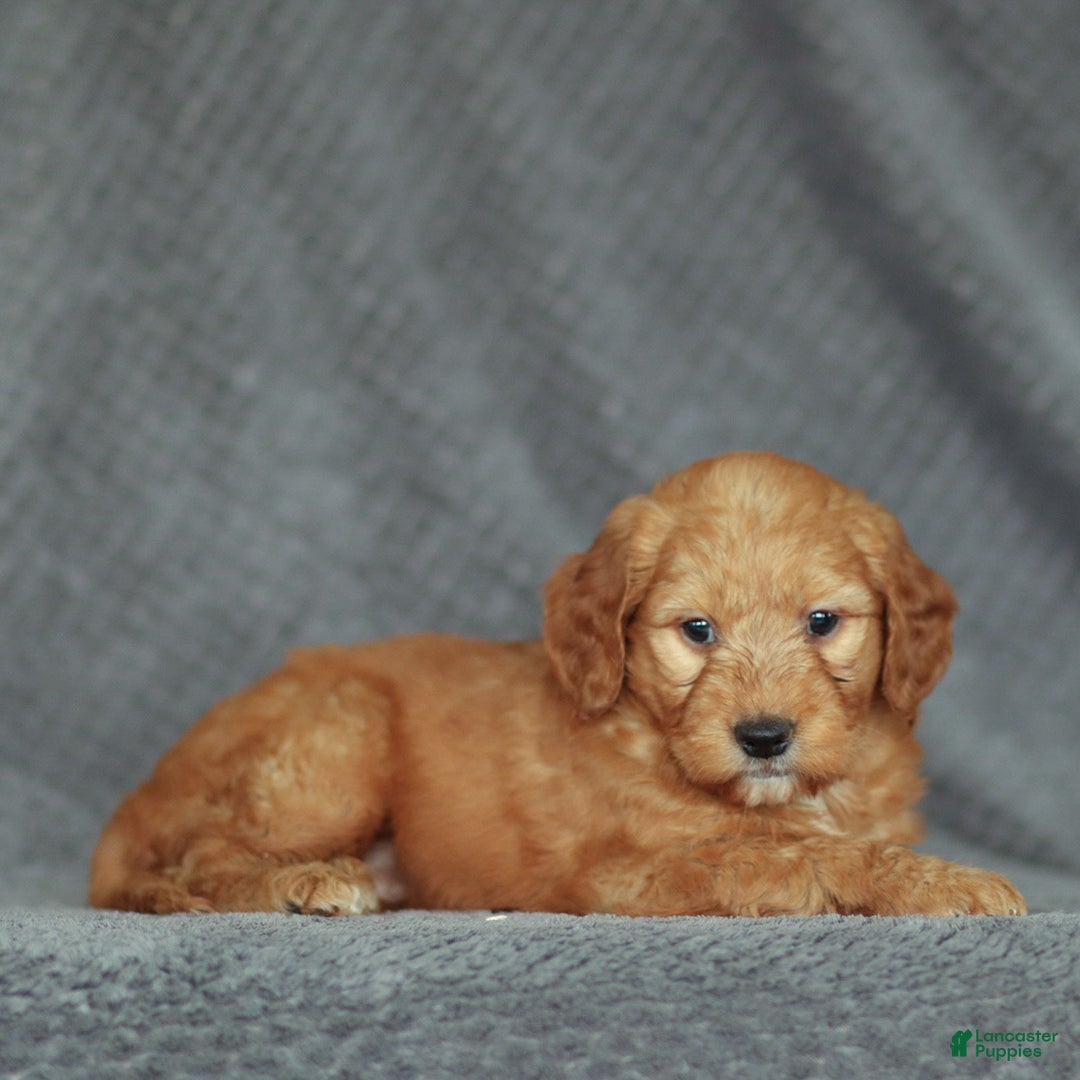 Mini Goldendoodle dogs for sale: Ruby - Ad 3