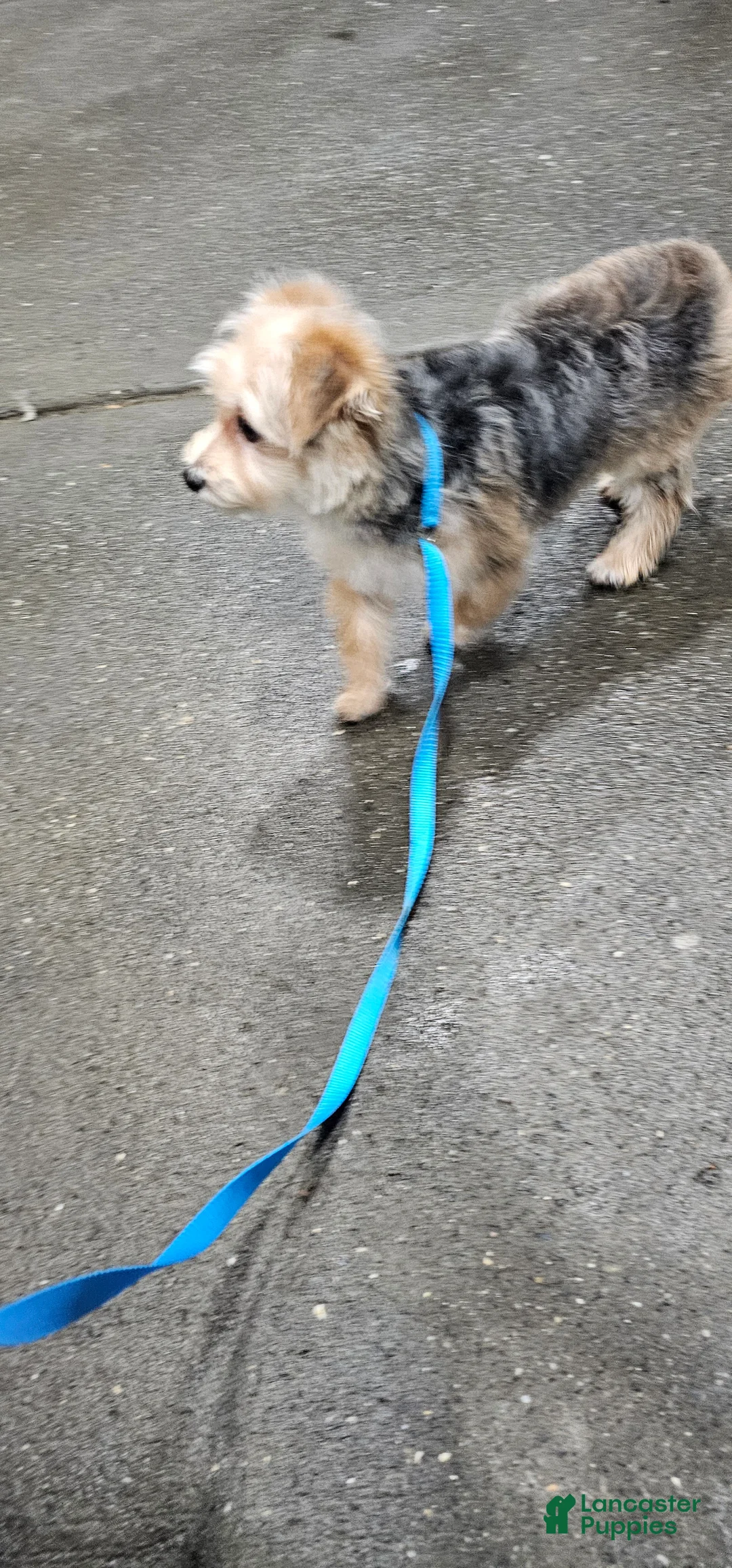 Morkie dogs for sale: Morkie Puppy 1 - Ad 1