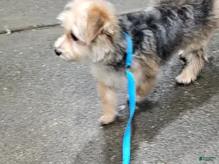 Morkie dogs Morkie Puppy 1 - Ad 38