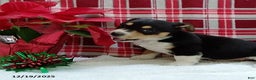 Mixed Breed dogs for sale: Toro - Ad 4
