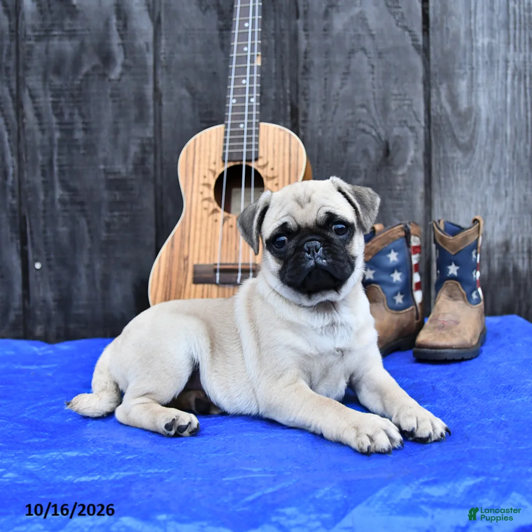 Pug dogs for sale: Reba - Ad 2