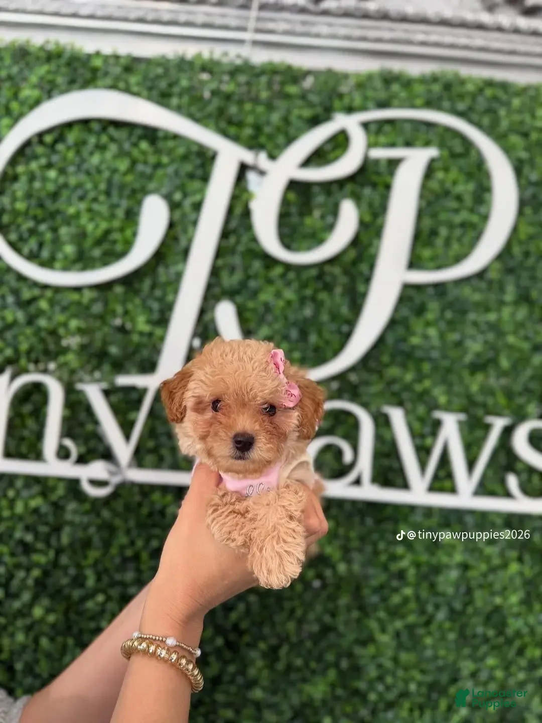 Yorkiepoo dogs for sale: Yorkiepoo Puppy 1 - Ad 1