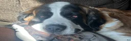Saint Bernard dogs for sale: Saint Bernard 3 Mike - Ad 3