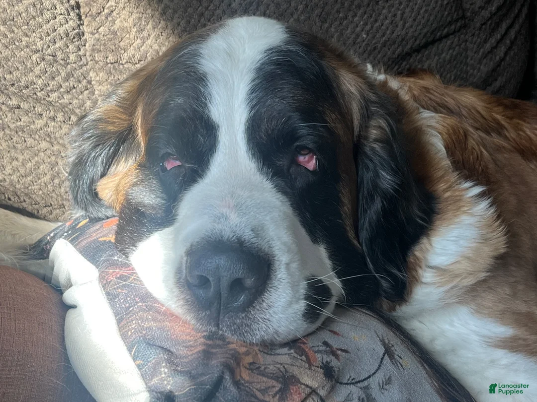 Saint Bernard dogs for sale: Saint Bernard 3 Mike - Ad 3