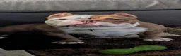 American Bully dogs for sale: American Bully 3 - Ad 3