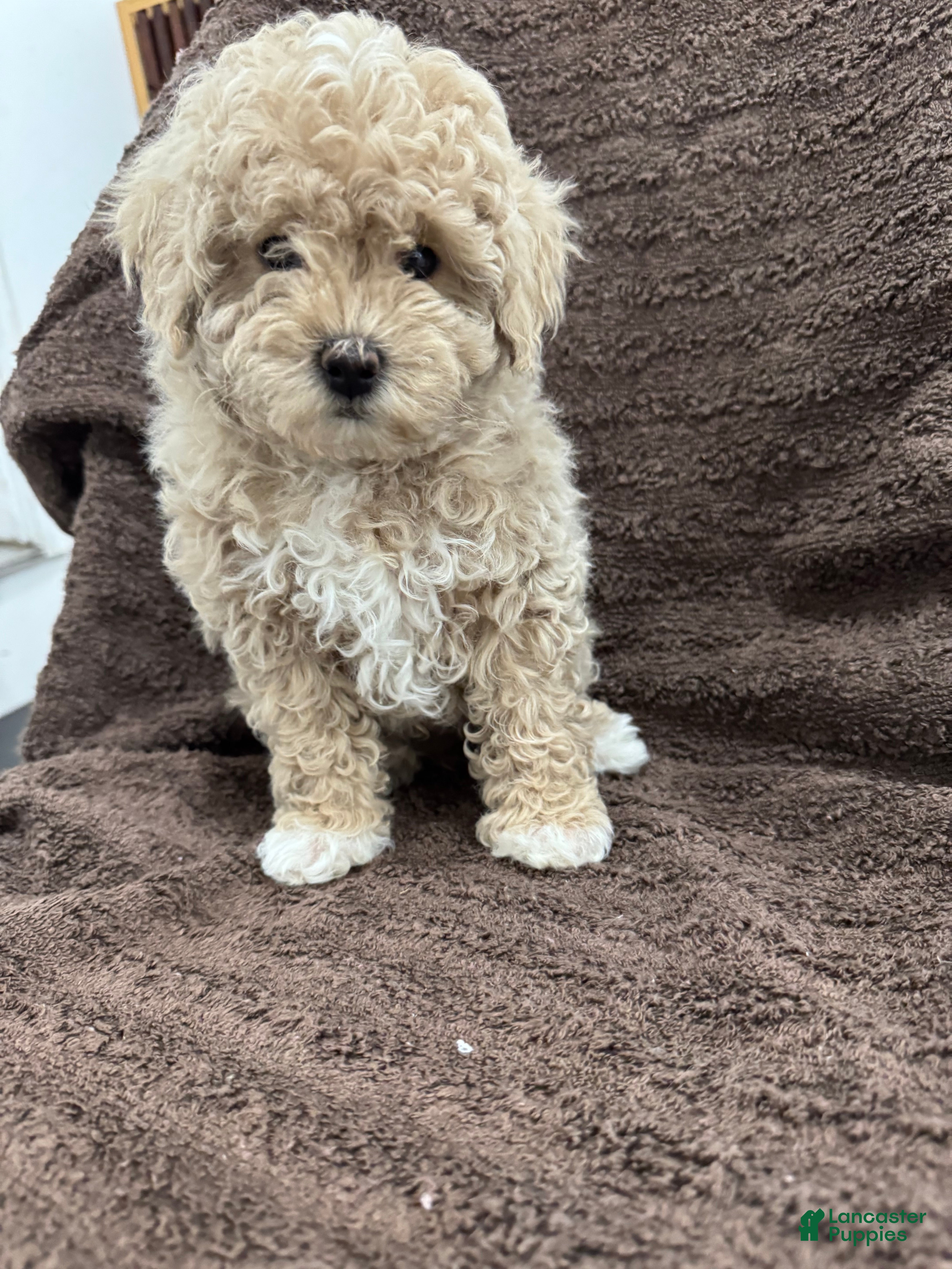 Maltipoo dogs Sam - Ad 6