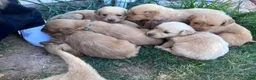 Golden Retriever dogs for sale: Roxie (pink) - Ad 14
