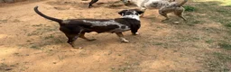 Catahoula Leopard Dog dogs for sale: Carrie - Ad 11