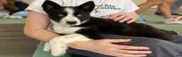 Siberian Husky dogs for sale: Skye - Ad 6