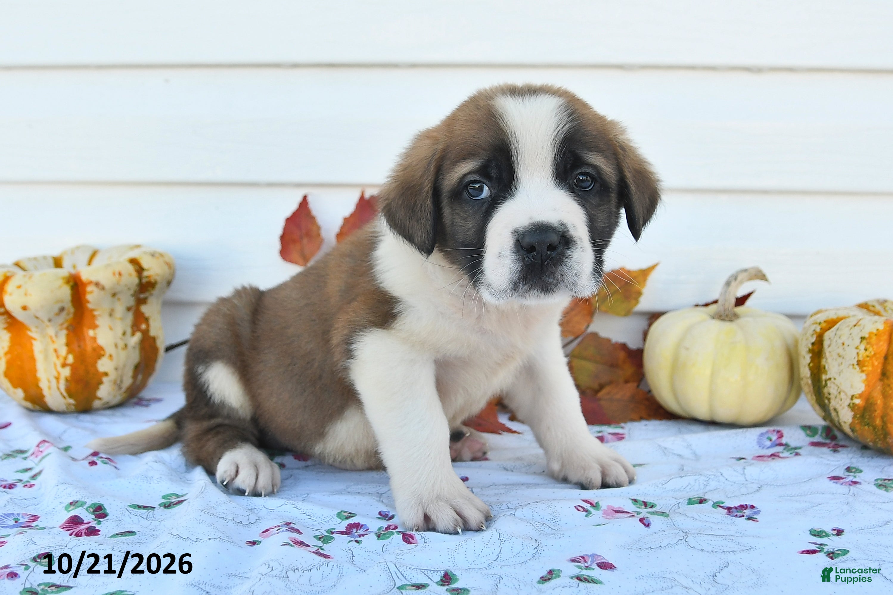 Saint Bernard dogs Lenny - Ad 2