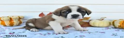 Saint Bernard dogs for sale: Lenny - Ad 2