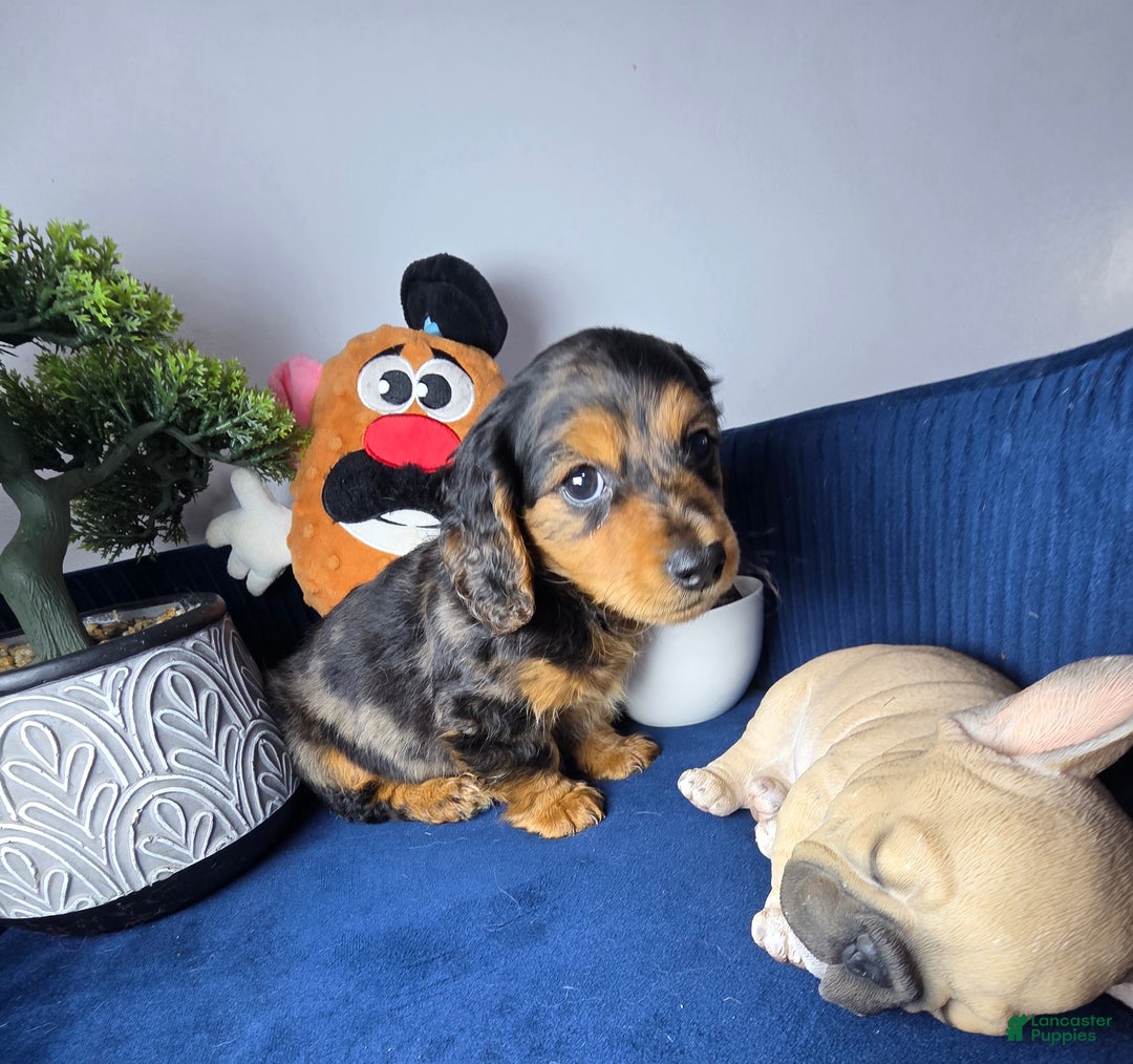 Miniature Dachshund dogs for sale: Miniature Dachshund estrella - Ad 4