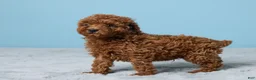 Miniature Poodle dogs for sale: Randy - Ad 5