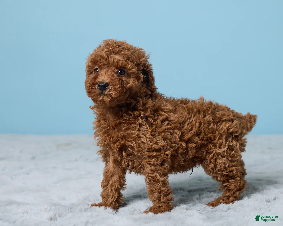 Miniature Poodle dogs for sale: Randy - Ad 5